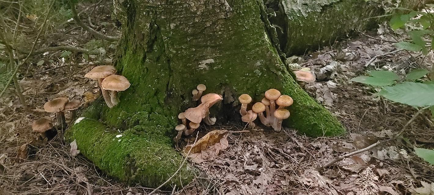 Mushrooms