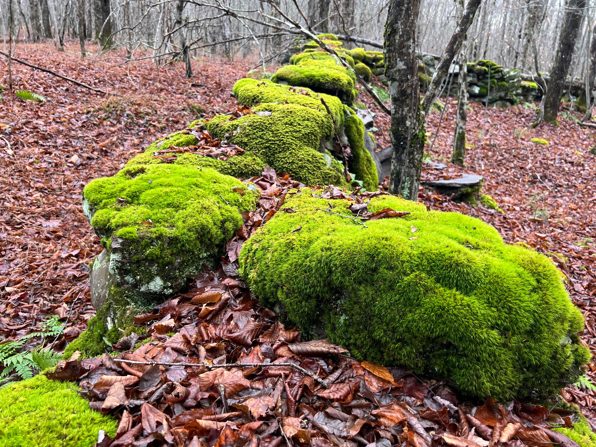 Moss